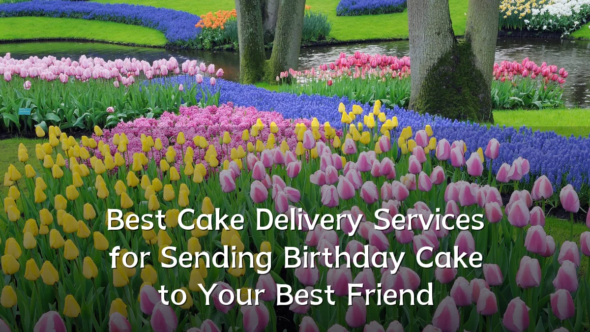 Best Cake Delivery Services for Sending Birthday Cake to Your Best Friend