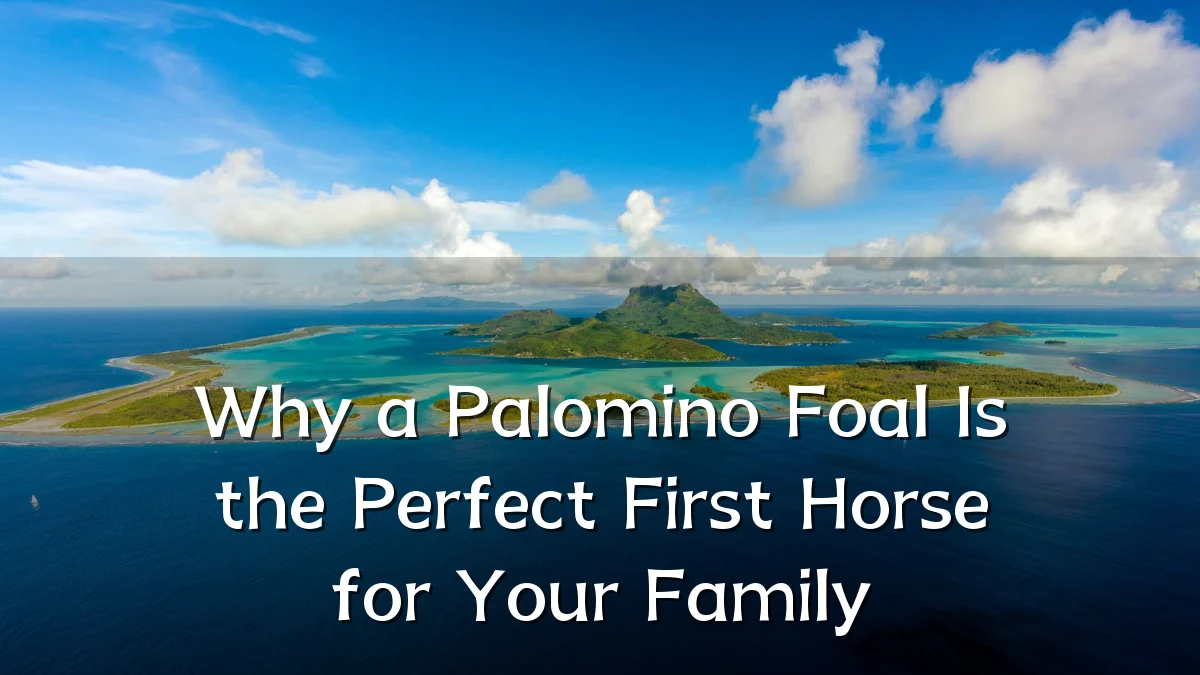 Why a Palomino Foal Is the Perfect First Horse for Your Family