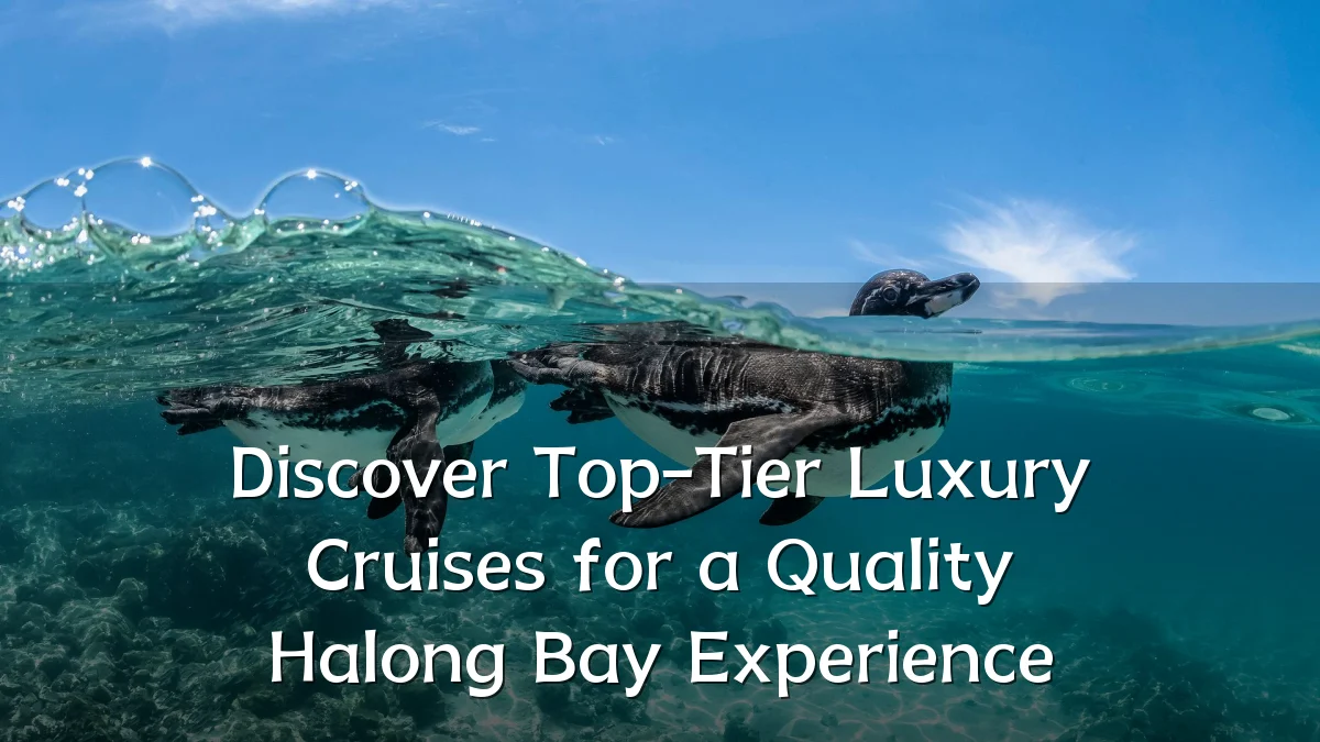 Discover Top-Tier Luxury Cruises for a Quality Halong Bay Experience