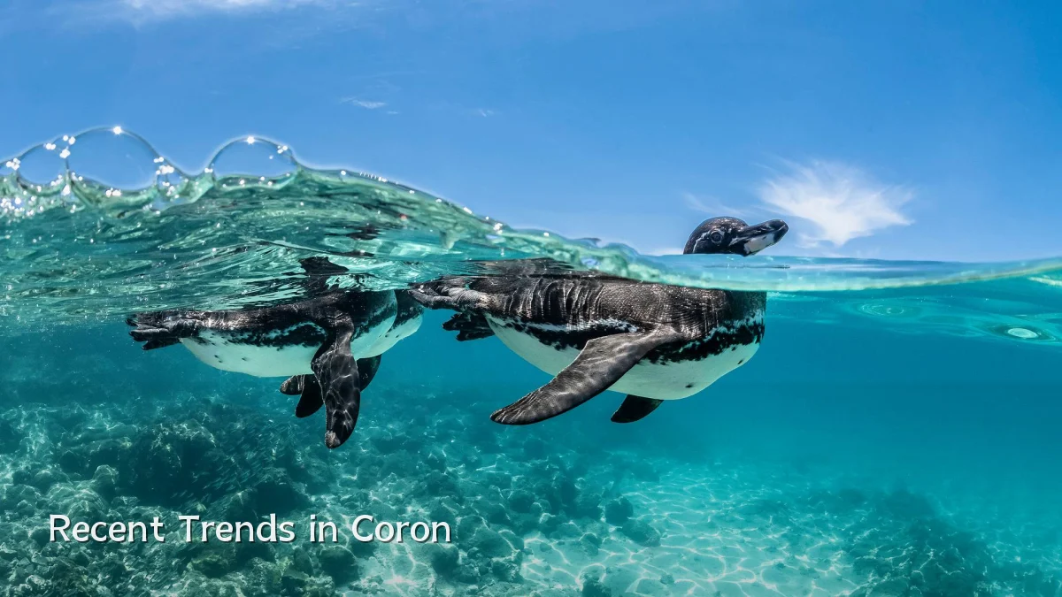 Recent Trends in Coron
