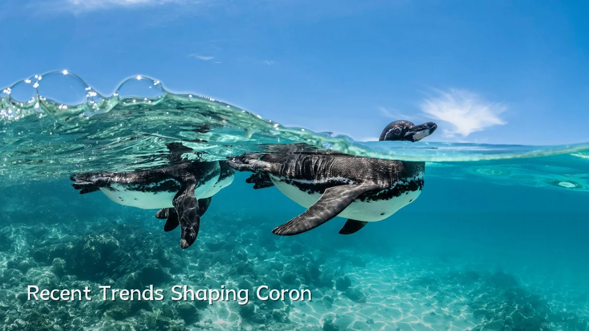 Recent Trends Shaping Coron