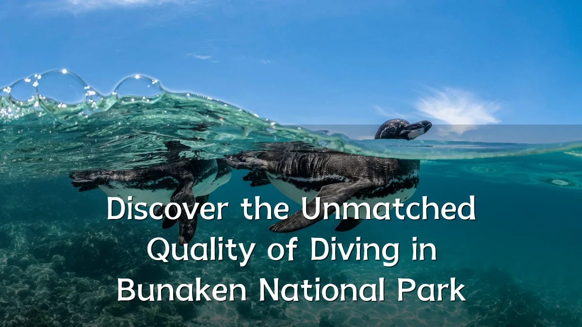 Discover the Unmatched Quality of Diving in Bunaken National Park
